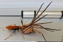 Ghê rợn cảnh ong bắp cày xơi tái nhện khổng lồ