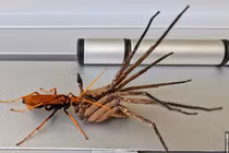 Ghê rợn cảnh ong bắp cày xơi tái nhện khổng lồ