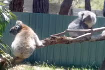 Gấu koala đáng yêu tranh nhau chỗ tắm nắng 