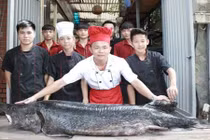 Cá tầm đen óng, nặng 100kg từ Nga “bay” về Hà Nội