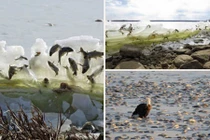 Kinh ngạc hiện tượng cá đang nhảy thì bị đóng băng 