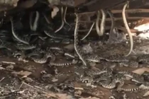 Khoan sàn, đột nhiên phát hiện "quái thú" và sự thật kinh khiếp 