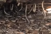 Khoan sàn, đột nhiên phát hiện "quái thú" và sự thật kinh khiếp 