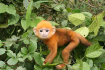 Vẻ đẹp của linh trưởng quý hiếm Việt Nam khiến thế giới trầm trồ