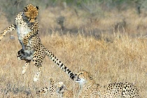 Báo đốm con nghịch ngợm khiến báo mẹ “đứng hình” vì sợ