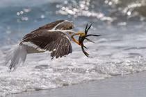 Quá đói, chim mòng biển bắt tạm cua nhện làm bữa trưa 