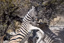 Ngựa vằn đực quyết chiến dữ dội giành tình yêu và kết