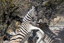 Ngựa vằn đực quyết chiến dữ dội giành tình yêu và kết