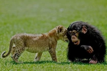 Tình bạn cực hiếm giữa sư tử và khỉ đột con 