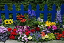 Những khám phá khó tin nhưng có thật về thực vật