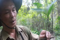 Chuyện lạ: Cả làng đào sâm bán như khoai lang