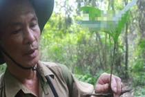 Chuyện lạ: Cả làng đào sâm bán như khoai lang