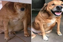 Hành trình giảm cân thần kỳ của con chó mồ côi 