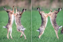 Xem thỏ đực điên cuồng chiến đấu vì tình 