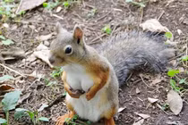 Cận cảnh cô sóc gợi cảm, quyến rũ hơn cả con người 