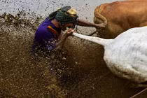 Hành vi lạ trong cuộc đua bò kịch tính ở Indonesia