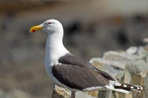 Độc lạ mòng biển hung hăng săn giết chó cưng 