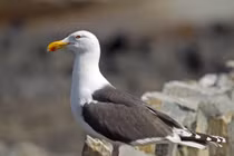 Độc lạ mòng biển hung hăng săn giết chó cưng 