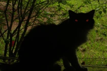 Mèo Yule, quái vật Giáng sinh gây ác mộng ở Iceland