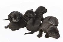 Chó xoáy lưng Phú Quốc sinh sản thành công ở Anh