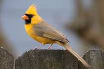 Xuất hiện chim hồng y cực hiếm có màu vàng rực 