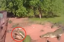 Cá sấu đói ăn xé rách chân đồng loại và nuốt chửng 