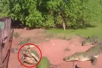 Cá sấu đói ăn xé rách chân đồng loại và nuốt chửng 