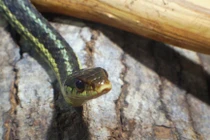 Thanh niên đang ngủ, rắn lục cực độc bò vào người "ve vãn"