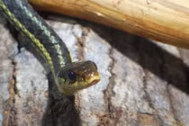 Thanh niên đang ngủ, rắn lục cực độc bò vào người "ve vãn"