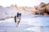 Hành trình tìm đường về nhà của chú chó mất tích