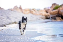 Hành trình tìm đường về nhà của chú chó mất tích