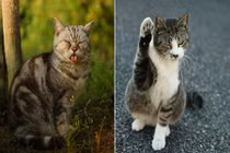 Ảnh độc về những con mèo đường phố dễ thương