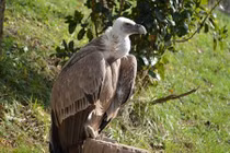 Li-băng trả tự do cho con chim kền kền bị nghi là gián điệp