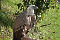 Li-băng trả tự do cho con chim kền kền bị nghi là gián điệp