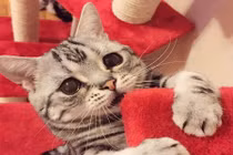 Ảnh đáng yêu của cô mèo mặt buồn nhất thế giới 