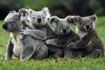 15 sát thủ động vật mang bộ mặt ngây thơ vô số tội