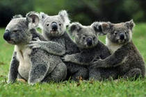 15 sát thủ động vật mang bộ mặt ngây thơ vô số tội