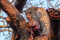 Kinh hãi cảnh báo hoa mai xẻ thịt nhím ngay trên cây