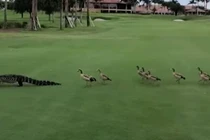 Kỳ quặc đàn vịt giận dữ lập "băng đảng" xua đuổi cá sấu 