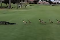 Kỳ quặc đàn vịt giận dữ lập "băng đảng" xua đuổi cá sấu 