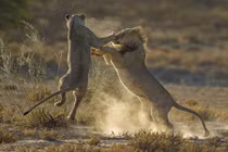 Ghen tuông, vợ chồng sư tử hạ cẳng tay thượng cẳng chân