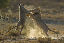 Ghen tuông, vợ chồng sư tử hạ cẳng tay thượng cẳng chân