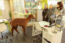 Độc đáo lạc đà Alpaca "xông pha" vào cửa hàng chọn kính 