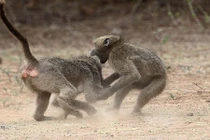 Khỉ đầu chó tử chiến giành sự chú ý của giai nhân