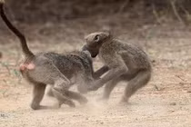 Khỉ đầu chó tử chiến giành sự chú ý của giai nhân