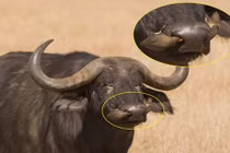 Bữa tiệc đẫm máu của chim sẻ ác ôn trên người trâu rừng