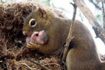 9 sự thật về loài sóc xám khiến bạn giật mình