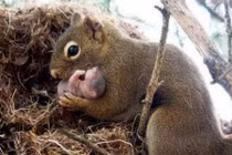 9 sự thật về loài sóc xám khiến bạn giật mình