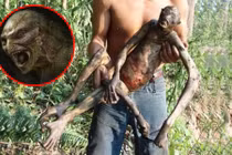 Những lần phát hiện sinh vật "nửa người nửa thú" gây sửng sốt 