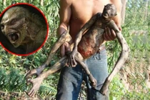 Những lần phát hiện sinh vật "nửa người nửa thú" gây sửng sốt 